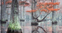 Фототур «Осенняя магия Кипарисовых болот»