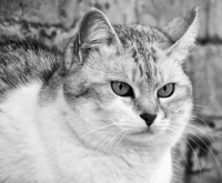 Фотоконкурс «Красивые кошки»