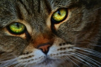 Фотоконкурс «Глаза кошки»