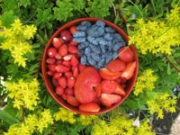Фотоконкурс «Красивые фрукты и ягоды»