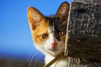 Фотоконкурс «Кошки и котята»