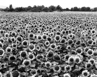 Выставка фотографий «France Provence. Aganta Lou Lume»