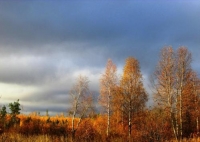 Фотоконкурс «Осенние деревья»