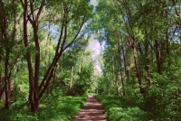 Фотоконкурс «Красивый лес»