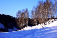 Фотоконкурс «Лес зимой»
