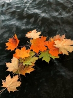Фотоконкурс «Листья осени»