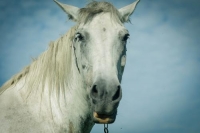 Фотоконкурс «Лошади и пони»