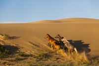 Путешествие в Монголию «По следам великих кочевников»