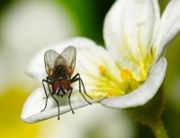 Фотоконкурс «В мире насекомых»