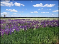 Фотоконкурс «Небо на пейзаже»