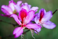 Фотоконкурс «Нежные цветы»