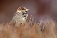 Фотоконкурс «Птицы осенью»