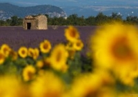 Фототур «Франция: цветущий Прованс»