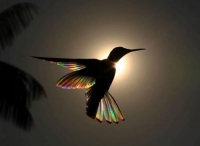 Фотоконкурс «Фотографии красивых птиц»