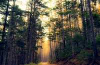 Фотоконкурс «Сказочный лес»