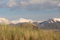 Фототур на плато Укок (Горный Алтай)