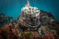 Фестиваль подводной фотографии «Дикий подводный мир»