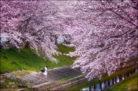 Фототур «Хару — цветение сакуры в Японии»