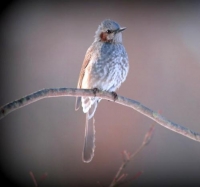 Фотоконкурс «Птицы зимой»