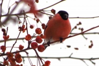 Фотоконкурс «Зимние птицы»