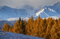 Фототур «Алтай. Горы золота»